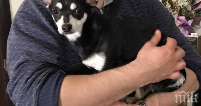 Това малко куче се е изгубило? Търсят се стопаните му