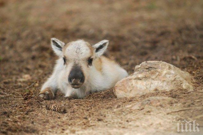 РАДОСТ! Северно еленче се роди в Родопите на Гергьовден