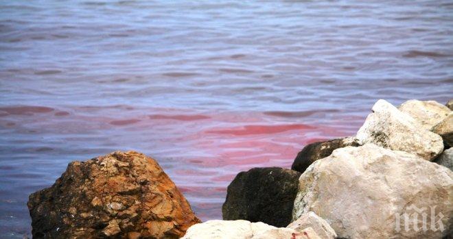 НЯМА СТРАШНО! Разбра се защо морето във Варна почервеня на Гергьовден?