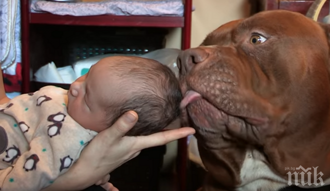 Тя показа новороденото си бебе на огромен питбул, реакцията му я разплака!