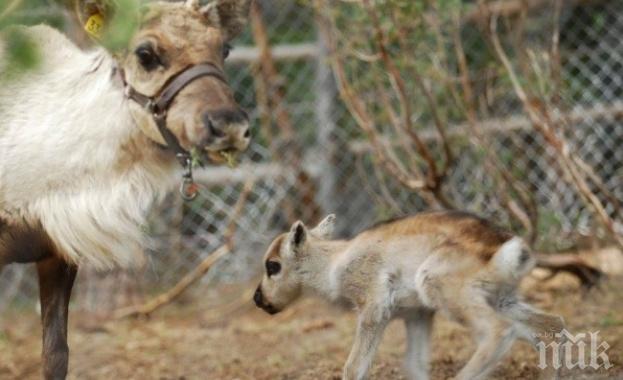 Чудо! Северно еленче се роди в Родопите