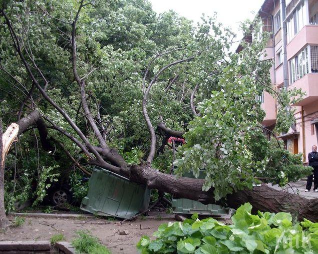 СИЛНА БУРЯ! Дърво падна върху сграда в Благоевград