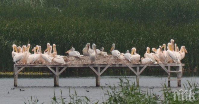 Нараснал е броят на защитените къдроглави пеликани на остров Персин