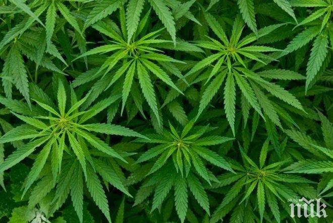 Хиляди на протест в Чехия, искат узаконяване на канабиса