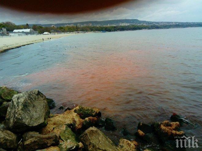 ПОЛИЧБА НАВРЪХ ПРАЗНИКА! Морето на Варна почервеня (СНИМКИ)