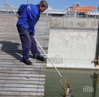 Шок в Пловдив! Мъртва риба изплува в Гребния канал