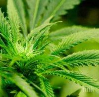 МВР спипа жена с над 270 гр канабис

