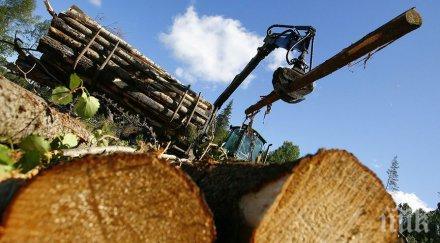 контрабандисти изсичат горите сибир заради доходен нелегален износ китай