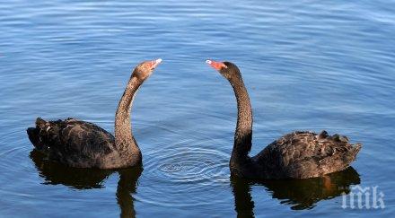 китай откраднаха черен лебед зоопарк сготвиха рагу