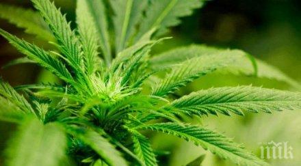 мвр спипа жена 270 канабис