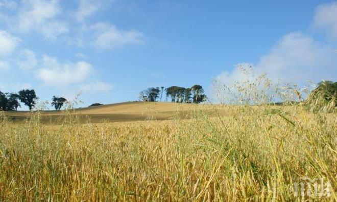 Голям скок в цената на нивите в Северозапада 