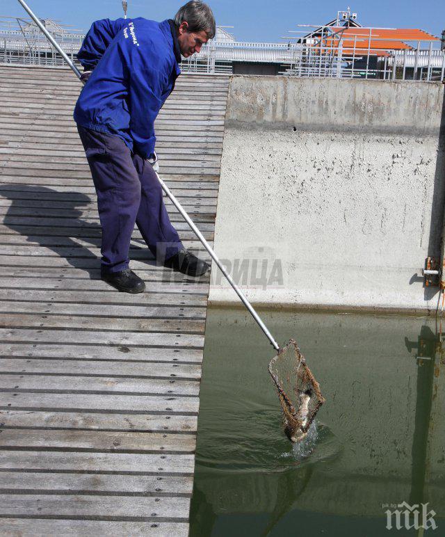 Шок в Пловдив! Мъртва риба изплува в Гребния канал