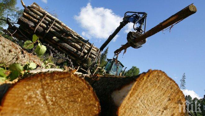 Контрабандисти изсичат горите в Сибир заради доходен нелегален износ в Китай