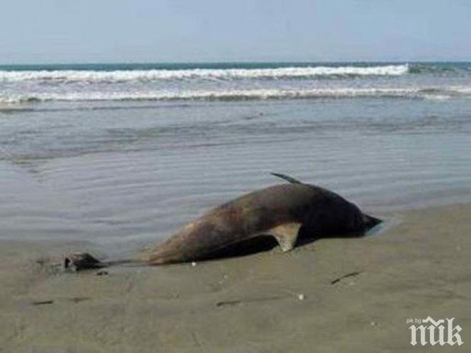 Откриха умрял делфин край Варна