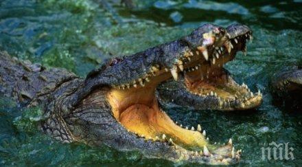 ужас крокодили изядоха свещеник ловец крокодили зимбабве