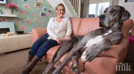 три миризми хората надушват добре кучетата