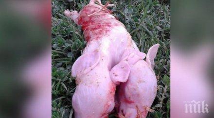 свиня роди прасенце двойна глава четири очи едно тяло снимка