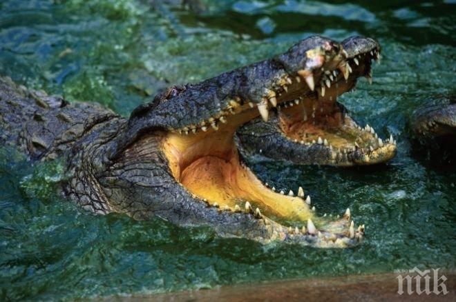 УЖАС! Крокодили изядоха свещеник и ловец на крокодили в Зимбабве
