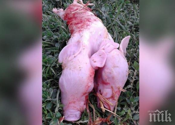Свиня роди прасенце с двойна глава, четири очи и едно тяло (СНИМКА 18+)