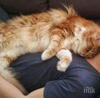 УНИКАЛНО! Да влезе... котаракът Омар - най-голямата домашна котка в света (СНИМКИ)