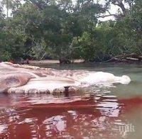 Чудовище! Останки от кит хвърлиха в паника жителите на остров в Индонезия