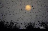 Пловдив трепери! Милиони комари край Марица се готвят за атака