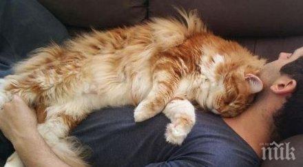 уникално влезе котаракът омар голямата домашна котка света снимки