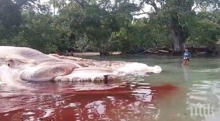 чудовище останки кит хвърлиха паника жителите остров индонезия