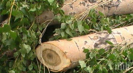 вандали отрязаха 600 млади тополи бивш полицай