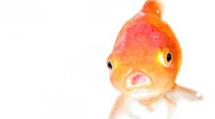 наслука жива риба скочи гърлото рибар снимки