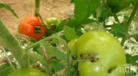 внимавайте ядем опасни домати борсата първенец