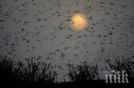 пловдив трепери милиони комари марица готвят атака