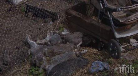 шок звяр ада изпи кръвта зайци русия видео