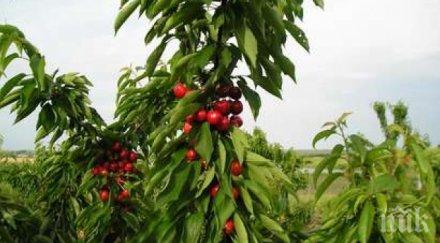 жандармерия пази черешите кюстендил