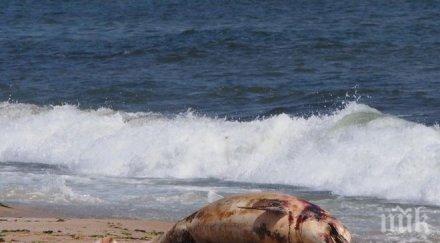 два мъртви делфина изхвърли морето балчик