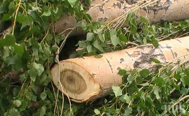 Вандали отрязаха 600 млади тополи на бивш полицай