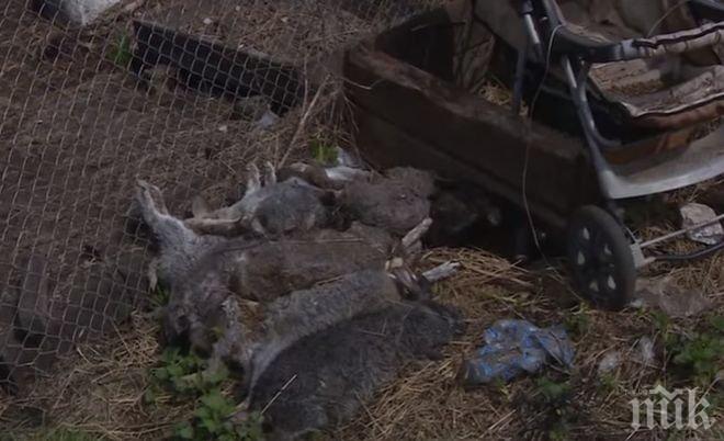 ШОК! Звяр от Ада изпи кръвта на 16 зайци в Русия (ВИДЕО)