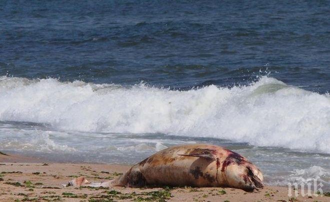 Два мъртви делфина изхвърли морето в Балчик