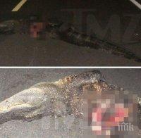 Челно! Мотоциклетист се сблъска с алигатор във Флорида