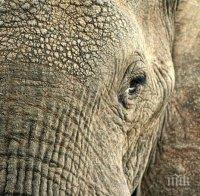 Ужас! Слон премачкал смъртоносно южноафрикански ловец в Зимбабве