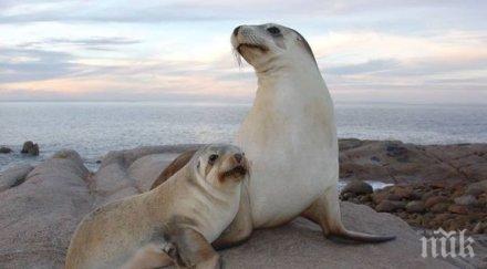 морски лъв завлече момиченце водата погледите десетки хора видео