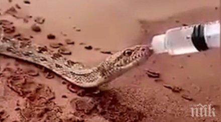 уникум кадри змия пиеща бутилка удивиха интернет видео