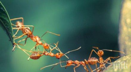 появиха животински видове земята вижте