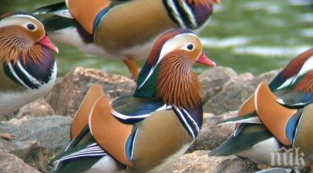 рампи патици вашингтон предизвикаха приветствия коментари