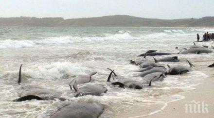 три кита бяха изхвърлени бреговете великобритания
