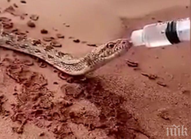 УНИКУМ! Кадри със змия, пиеща от бутилка, удивиха интернет (ВИДЕО)