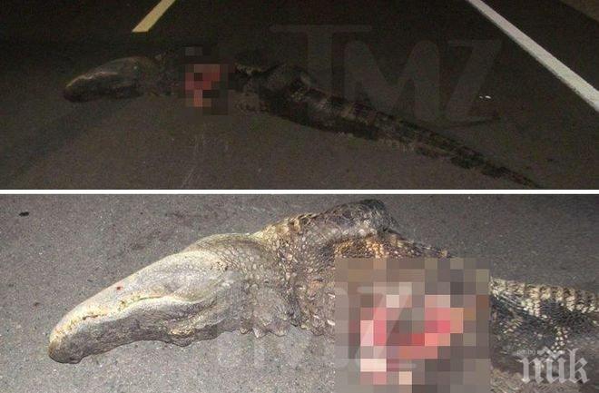 Челно! Мотоциклетист се сблъска с алигатор във Флорида