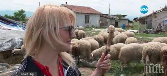 Красива руса следователка от Молдова пасе овце в пловдивско село