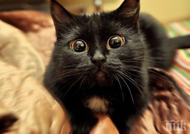 По съседски! Две жени пред съдебно дело в спор за котка в Италия