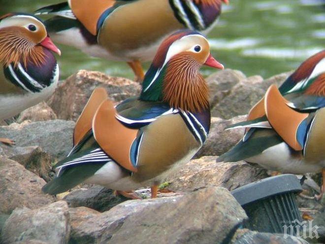 Рампи за патици във Вашингтон предизвикаха приветствия и коментари